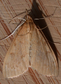 Dogbane Saucrobotys